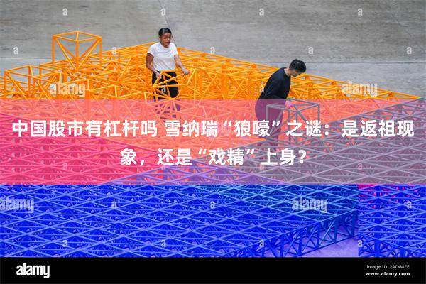 中国股市有杠杆吗 雪纳瑞“狼嚎”之谜：是返祖现象，还是“戏精”上身？