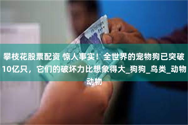 攀枝花股票配资 惊人事实！全世界的宠物狗已突破10亿只，它们的破坏力比想象得大_狗狗_鸟类_动物