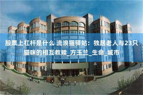 股票上杠杆是什么 流浪猫驿站：独居老人与23只猫咪的相互救赎_方玉兰_生命_城市